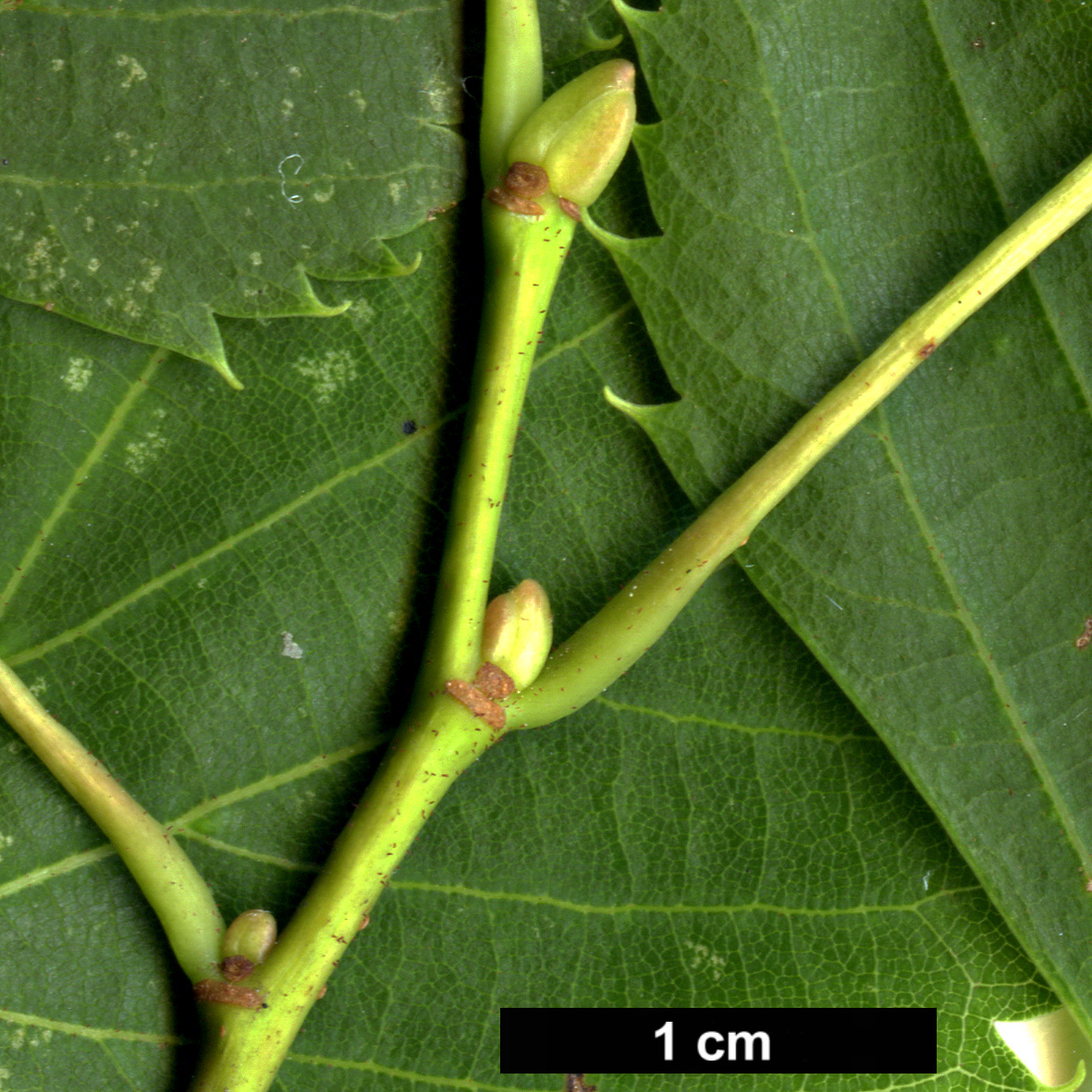 High resolution image: Family: Malvaceae - Genus: Tilia - Taxon: ×euchlora × T.mongolica